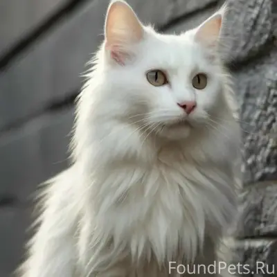 Пропала белая кошка, Садовая 34