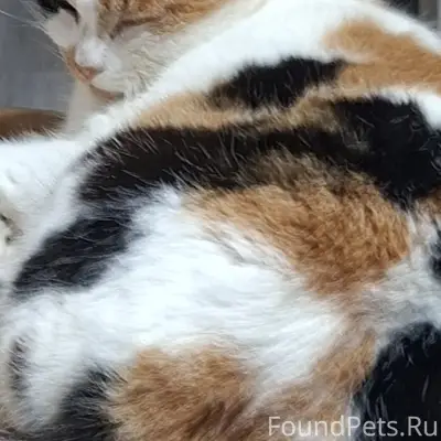 Пропала кошка, ул. Свободная