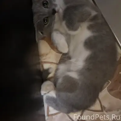 Пропала кошка, район сош №2