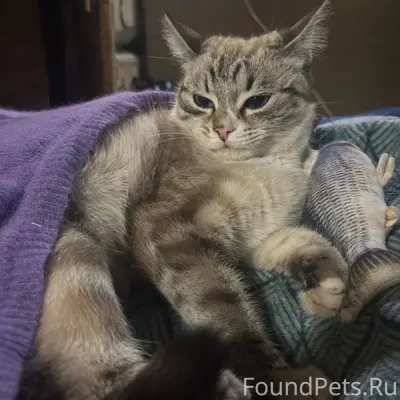 Пропала кошка Миучи, Гатчинский район