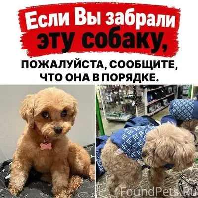 Пропала собака, Снт Дружба, Клинский район