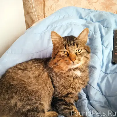 Пропал кот Маркиз, Жукова 7