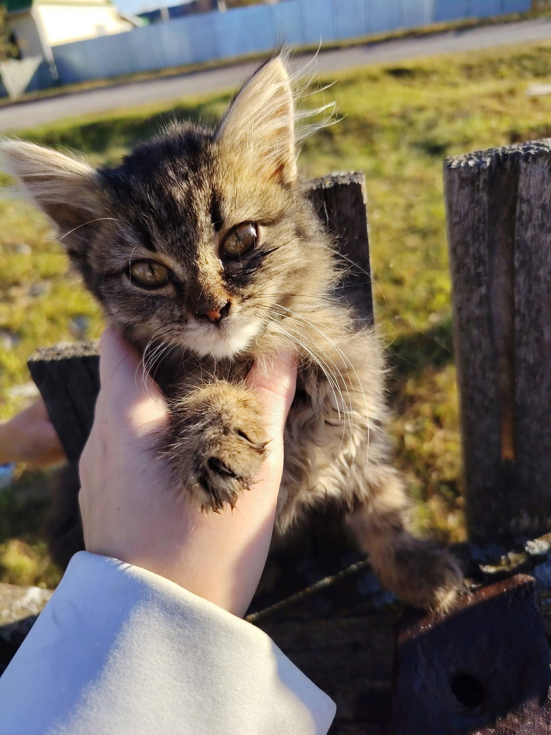 Найден котёнок, Белозерский район, Курган