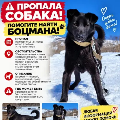 Пропал пёс Боцман, район 14-го километра