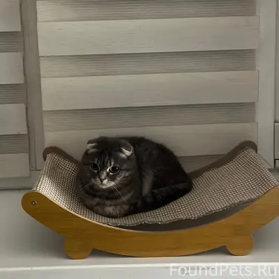 Пропала кошка, поселок