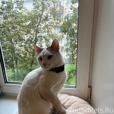 Найден кот, Санкт-Петербург, Московский район