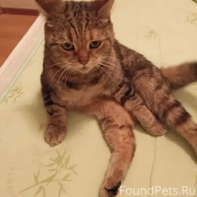 Найдена кошка, поселок Мичуринский