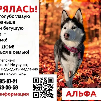 Пропала хаски Альфа, Новодвинск