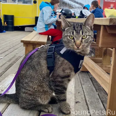 Пропал кот, деревня Брусилово