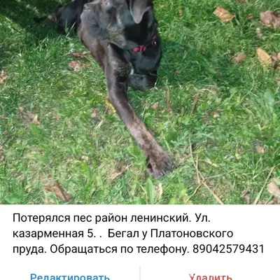 Пропал пёс, Ленинский район