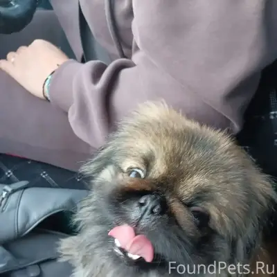 Найден пекинес, ул. Магистральная