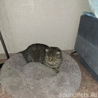 Пропал кот Барсик, Коренцова 7