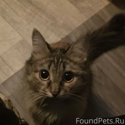 Пропала кошка Чита, восьмой микрорайон