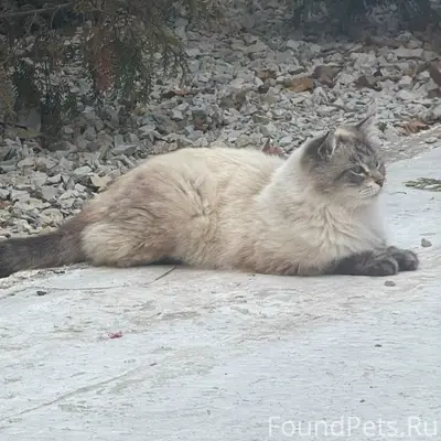 Пропал кот, Новороссийск