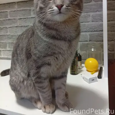 Пропал кот, Пошехонское шоссе 32