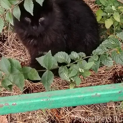 Пропал беспородный котёнок Малыш, Жуковский