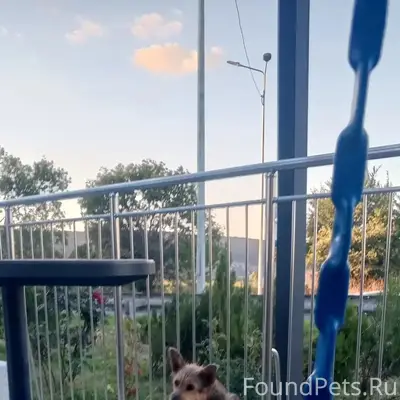 Пропал пёс, Фиолент, Балаклава