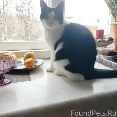 Пропала домашняя кошка, Петрозаводск