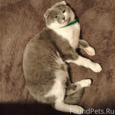 Пропал кот, Базино