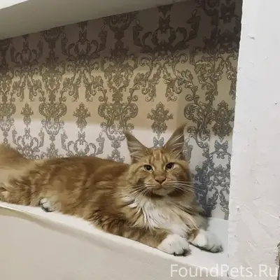 Пропал кот, Рябково