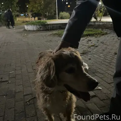 Найдена собака, ул. Сергея Есенина