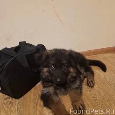 Пропал щенок немецкой овчарки, пгт Иванино