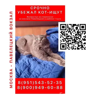 Пропал кот Тимоша, Павелецкий вокзал, Москва