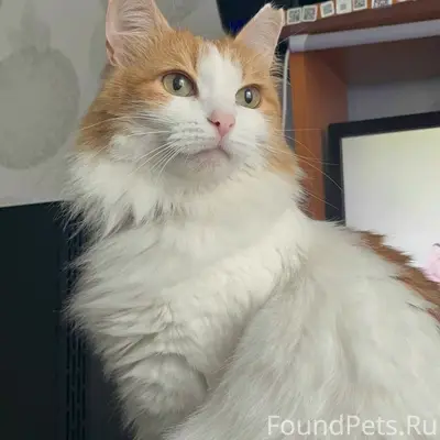 Пропала кошка Мурка, Львовская