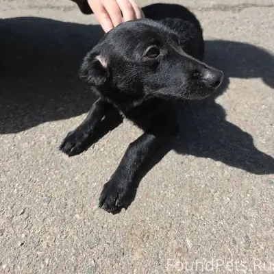 Пропала собака Буся, Воронеж