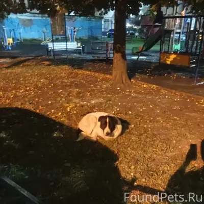 Замечена собака, Люберцы!!!