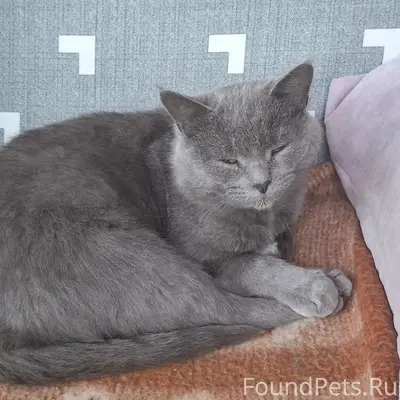 Найден британский кот, ул. Гребенской