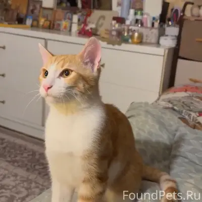 Пропал рыжий кот, Кузьминки