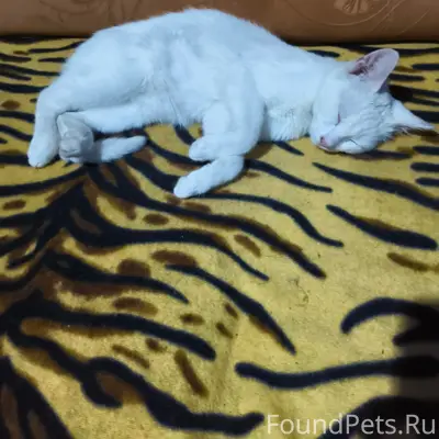 Найден белый кот Белкин, найден у дороги