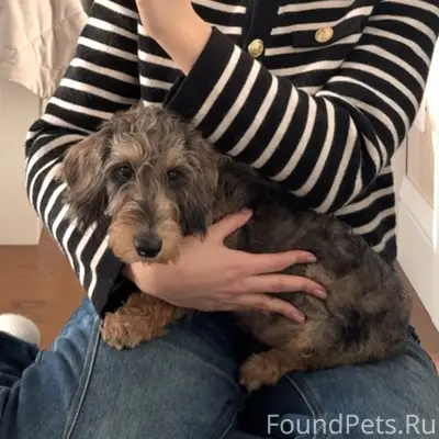 Пропал щенок таксы по кличке эни