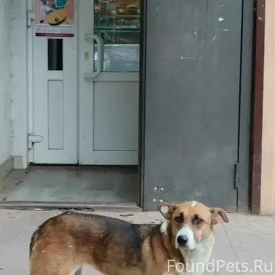 Пропала собака Ася, Учхоз и Верхняя терраса