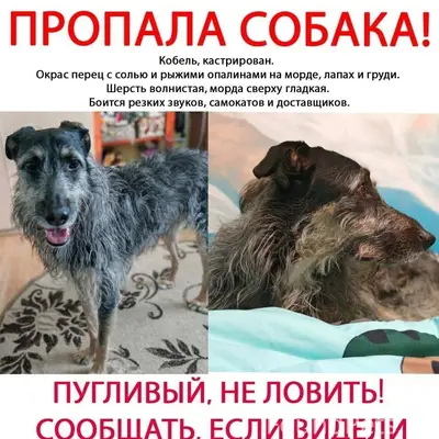 Пропал кобель, перец с солью, Щербинка