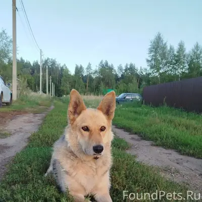 Пропала собака Лайма, село Архангельское