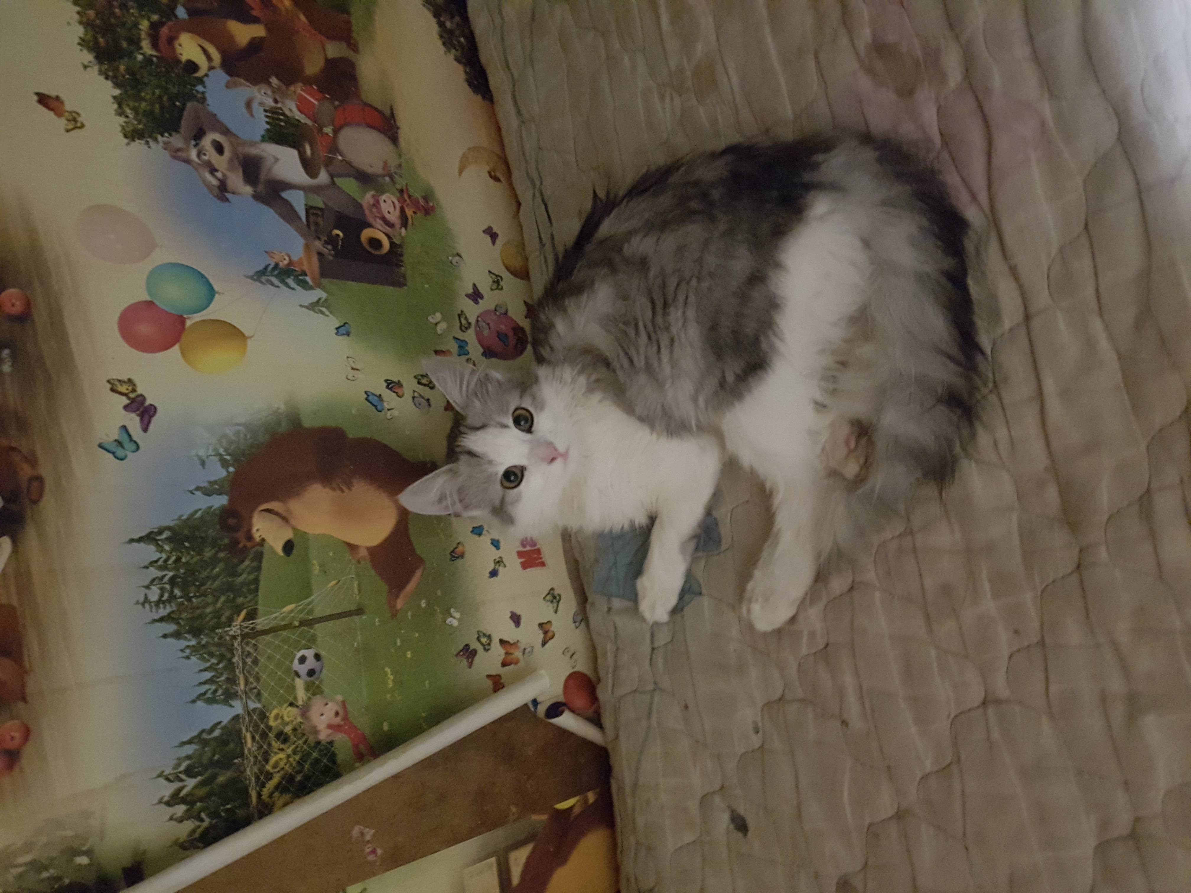 Пропал кот Чико