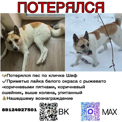 Пропал Шеф, Усть-Курашим, Пермь