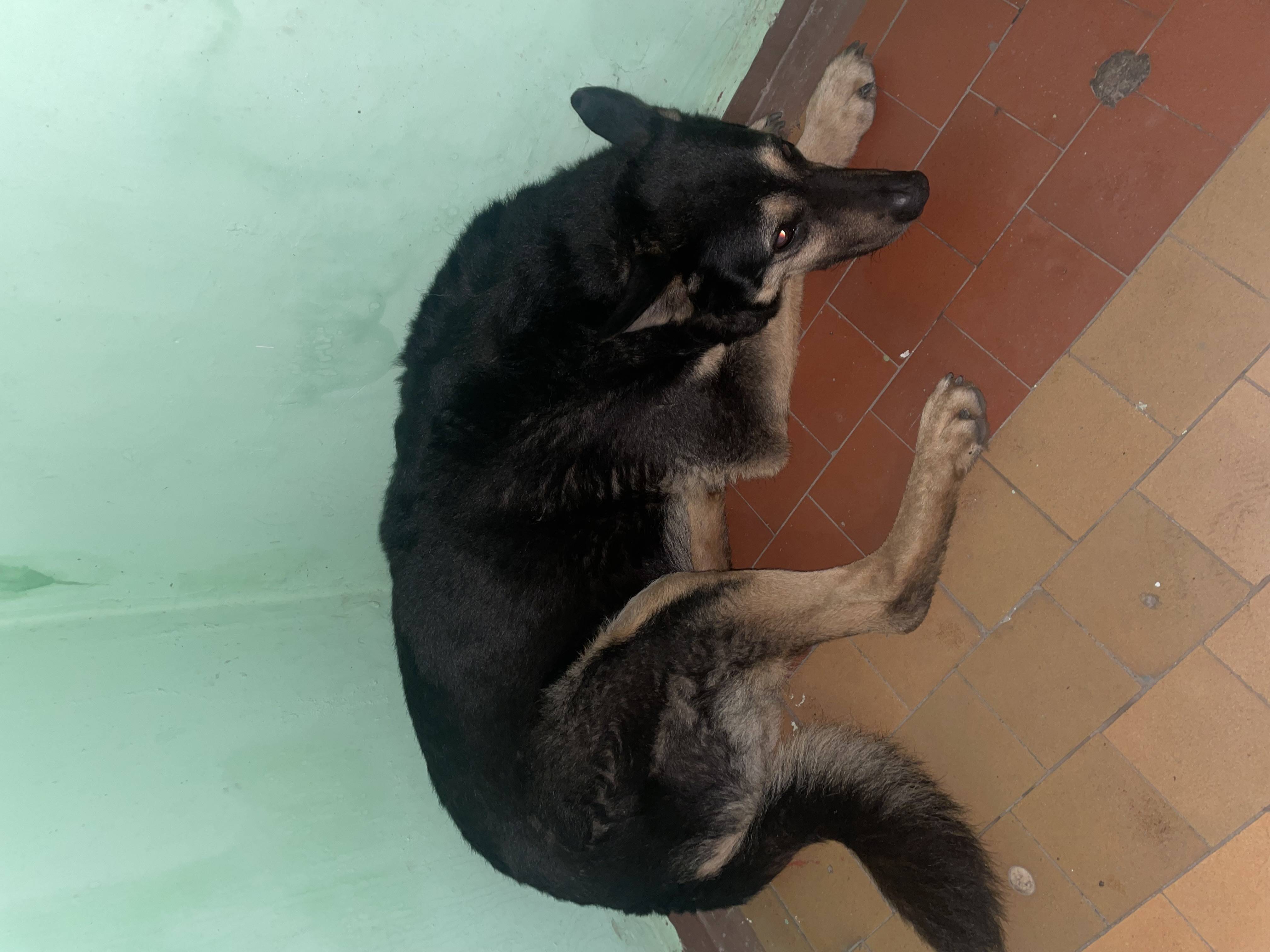 Найдена собака с ошейником в подъезде