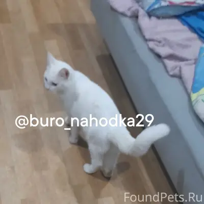 Найдена кошка, ул. П. Осипенко