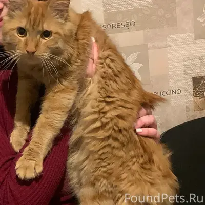 Пропал кот, ул. Школьная