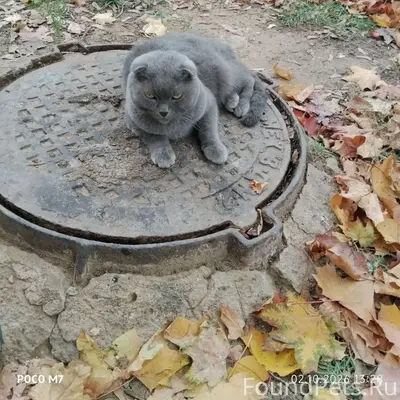 Найден кот, лежит на люке