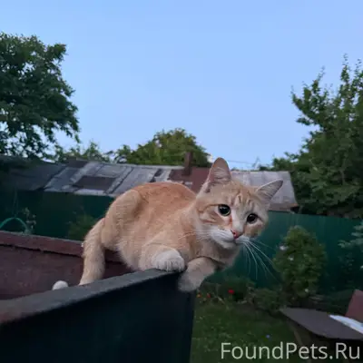 Пропал кот Персик, Железнодорожный район