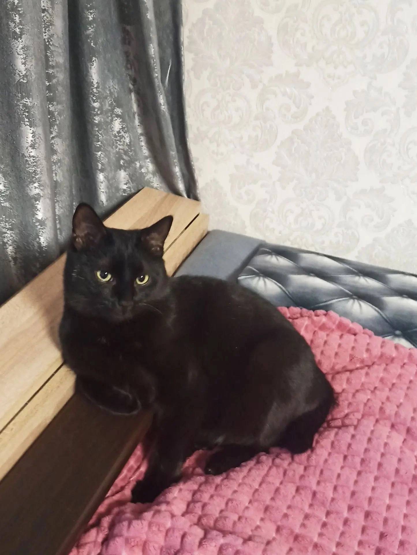 Пропал чёрный кот с коротким хвостом, СНТ Заря