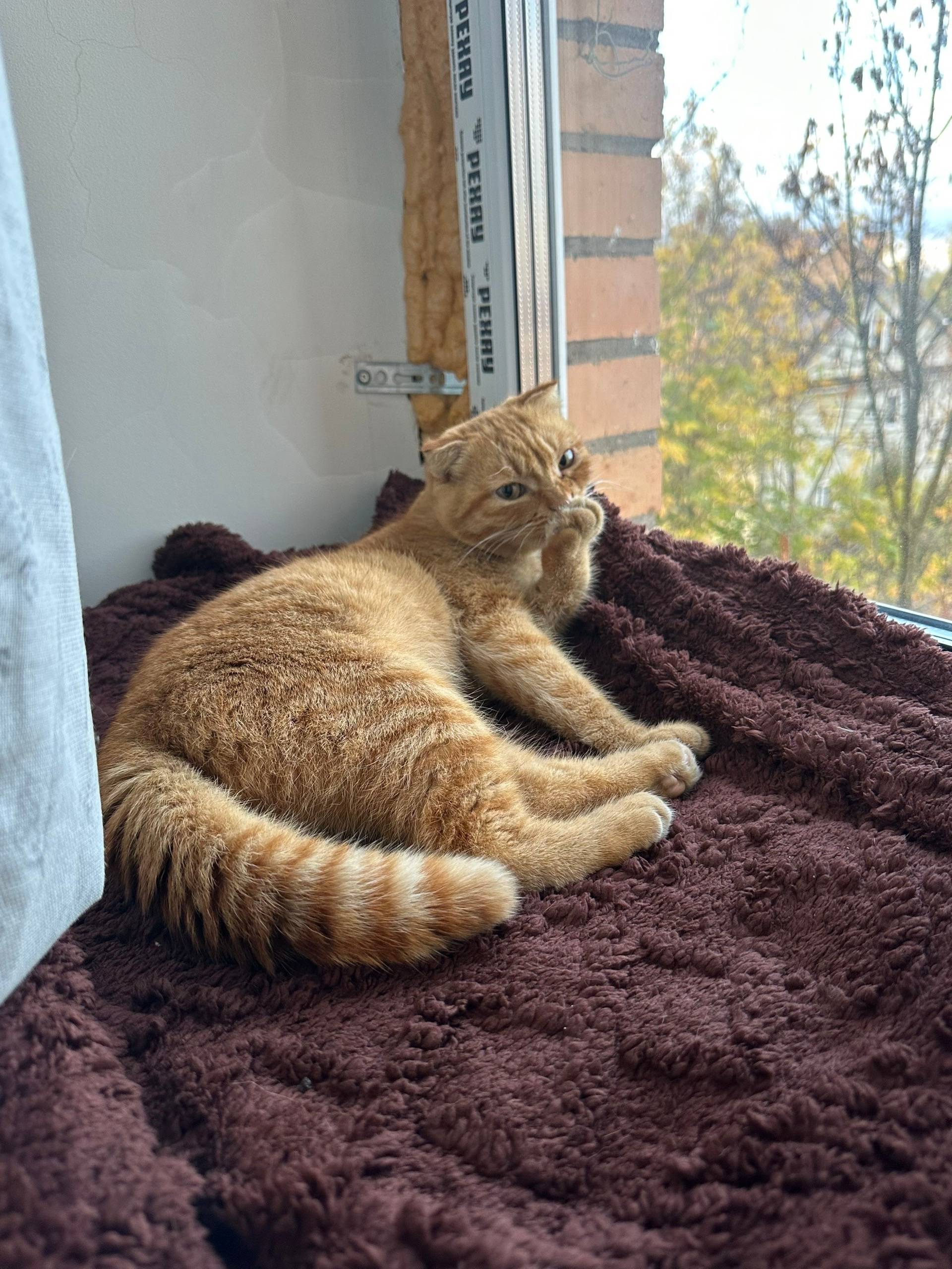 Найден рыжий котик, Истра