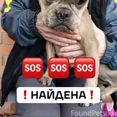 Найден французский бульдог, СНТ Заря-2 (Домодедово)