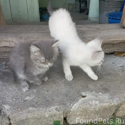 Найдены котята, Фершампенуаз