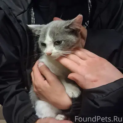 Найден котёнок, Ивантеевка