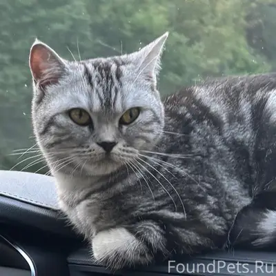 Пропала кошка, линия Бижицкая